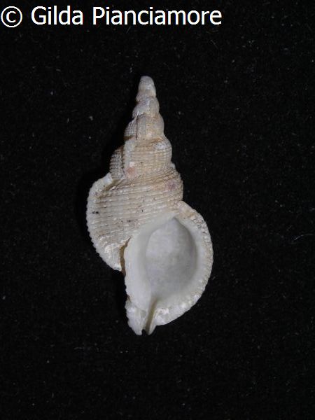no photo for this shell